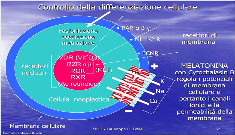 controllo-differ.-cellulare.jpg