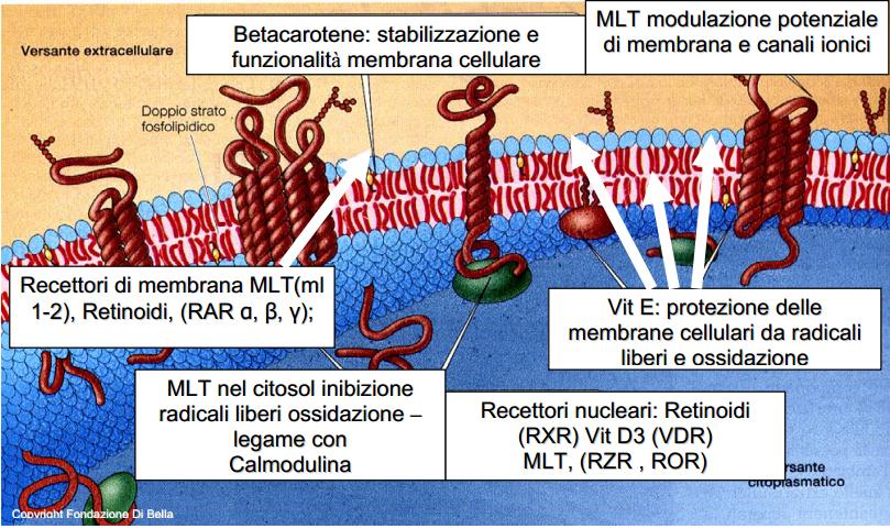 membrana-cellulare.jpg
